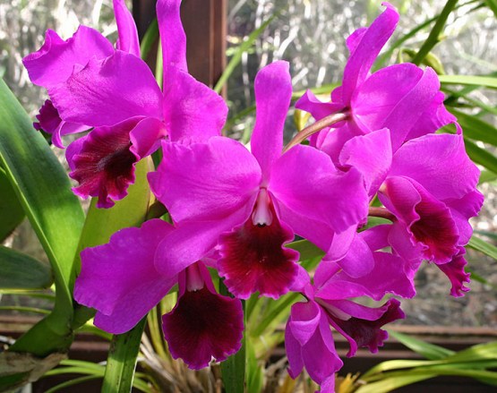 orchids-indoors plants